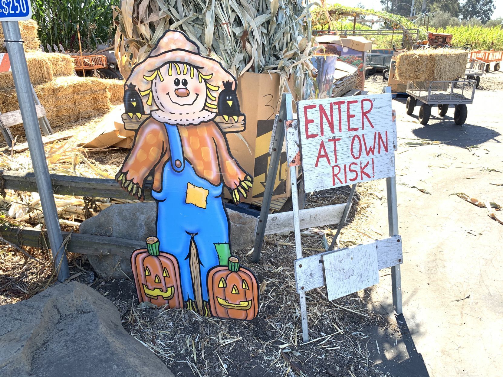 Pumpkin patch 2020